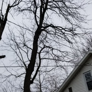 Photo of Coleman Lawn and Tree Services