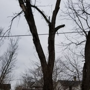 Photo of Coleman Lawn and Tree Services