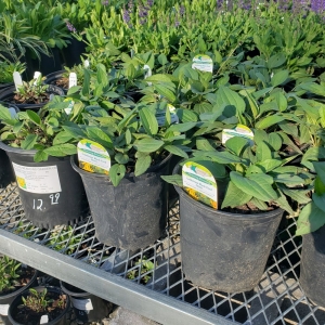 Olathe Rolling Meadows Landscape & Garden Center