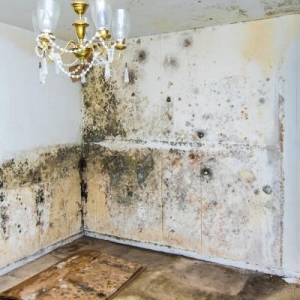 Photo of Carolina Crawlspace Pros