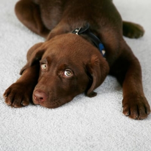 Photo of Boss Systems Carpet Cleaning