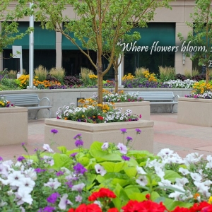 Photo of Bloom Floralscapes