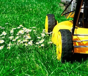 Photo of Organic Lawn Care