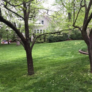 Photo of Organic Lawn Care