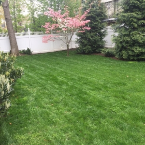 Photo of Organic Lawn Care