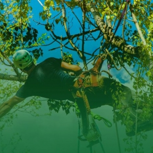Photo of Charter Oaks Tree & Landscaping