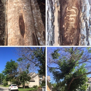 Photo of Charter Oaks Tree & Landscaping