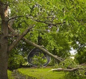 Photo of Charter Oaks Tree & Landscaping
