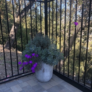Photo of Eliseo Landscape Maintenance