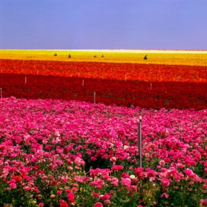 Photo of Carlsbad Management Consulting