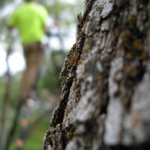 Photo of Cutting Edge Tree Professionals