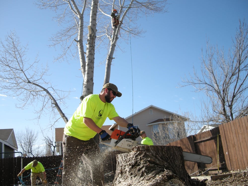 Cutting Edge Tree Professionals in Layton,UT - Uahot