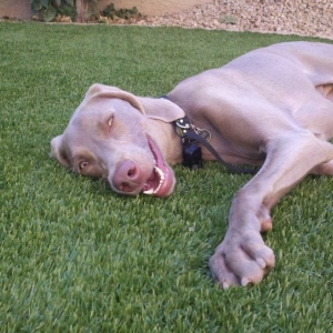 Photo of Arizona Luxury Lawns & Putting Greens