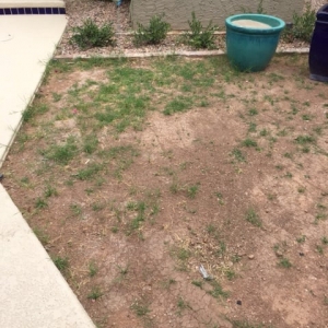 Photo of Arizona Luxury Lawns & Putting Greens