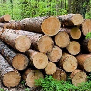 Photo of Ronald Lee Fulbright Lumber