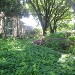 Photo of Adelante Landscape
