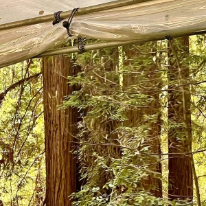 Photo of Roaring Camp Railroads