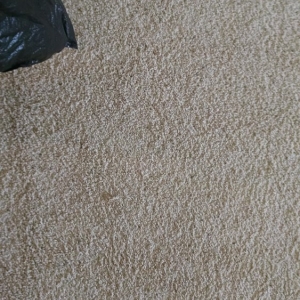 Photo of Carpet Repair Service