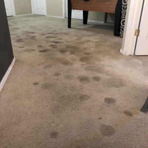 Phoenix K & C Carpet Cleaning