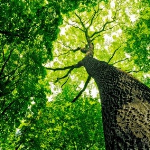 Photo of Central Tree Services and Landscape Designs