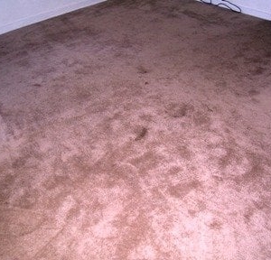 Photo of Eco-Pure Carpet Cleaning