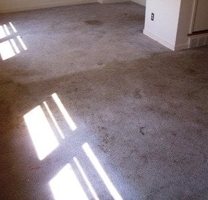 Photo of Eco-Pure Carpet Cleaning