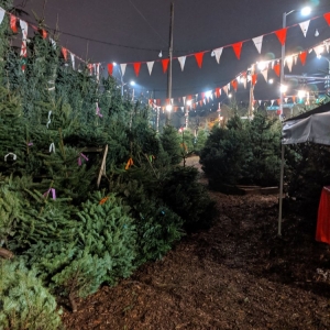 Photo of Magnolia Lawn & Garden Service