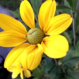 Photo of Magnolia Lawn & Garden Service