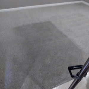 Taylor Premier Carpet Cleaning