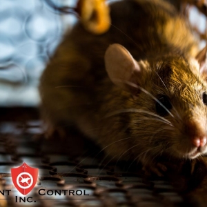 Photo of Rodent Control