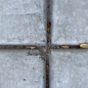Photo of Maui Fish Hook Concrete & Landcaping
