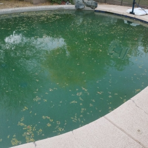 Photo of Platinum Pool Care