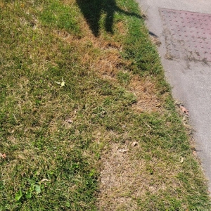 Photo of Cut King Lawn Care