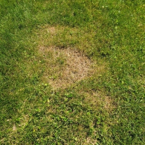 Photo of Cut King Lawn Care