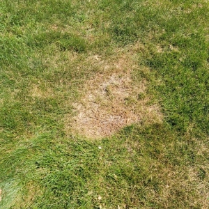 Photo of Cut King Lawn Care