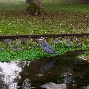 Photo of Royal Oaks Country Club