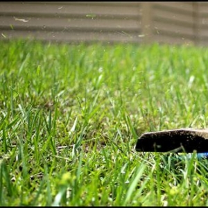 Photo of Young's Lawn Care