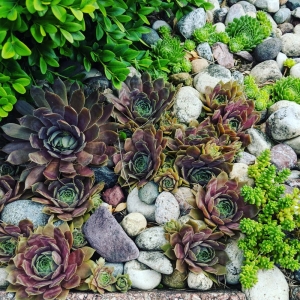 Photo of Wisconsin Wonder Garden