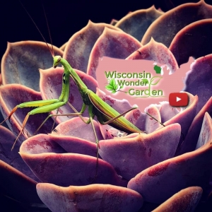 Photo of Wisconsin Wonder Garden