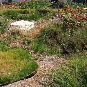 Photo of Stonecrop Design
