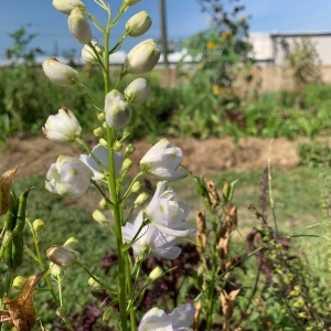 Photo of Paradigm Gardens