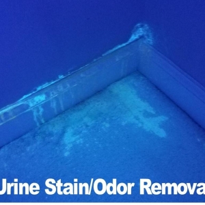 Photo of EverClean Nashville