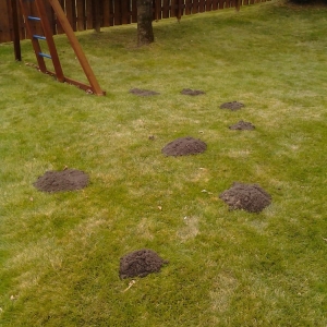 Photo of Fj Lawn Care