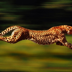 Granbury Like A Cheetah