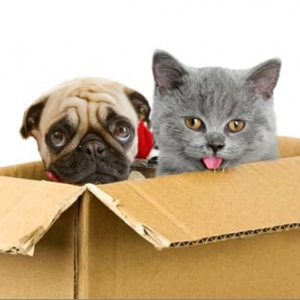 Photo of Little Lady & a Man Moving