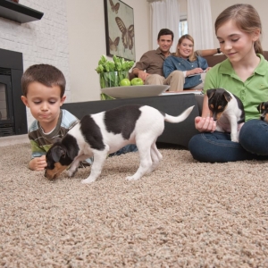 Glen Ellyn DeSitter Flooring