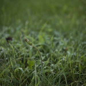 Photo of Lawn Pride