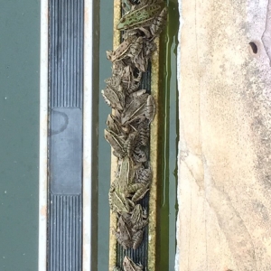 Photo of Splashy's Pool Service