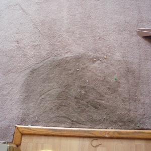 Photo of Pro Carpet Service and Constantin Service LLC