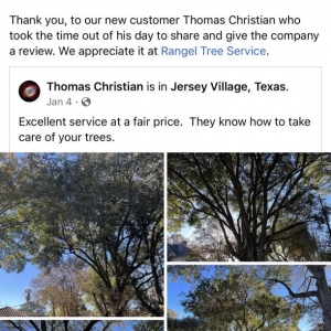 Photo of Rangel Tree Service